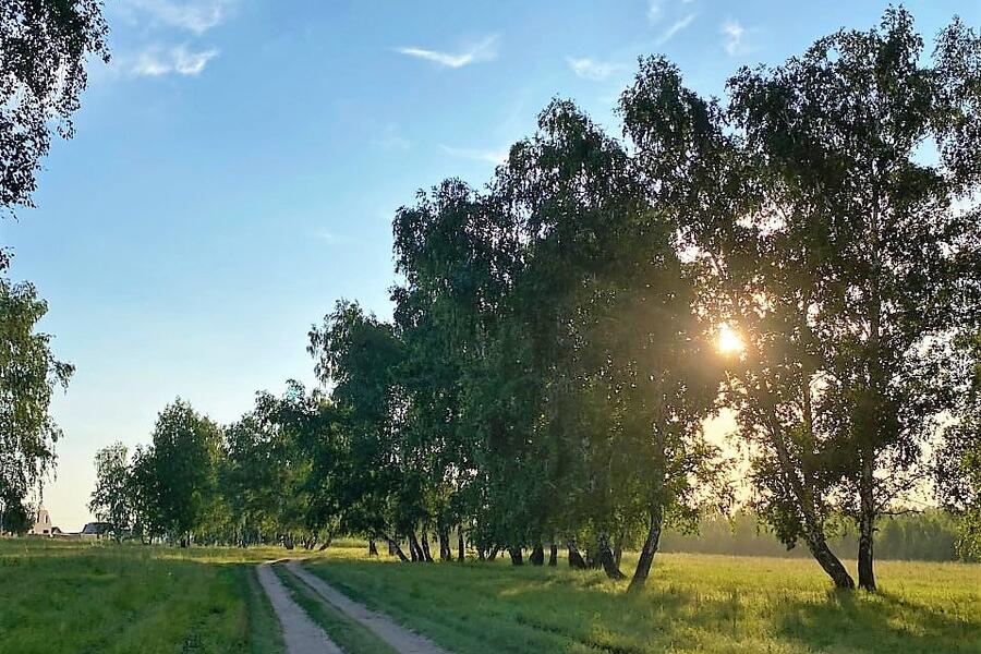 Рослесхоз введет новую систему оценки ведения лесного хозяйства в регионах.