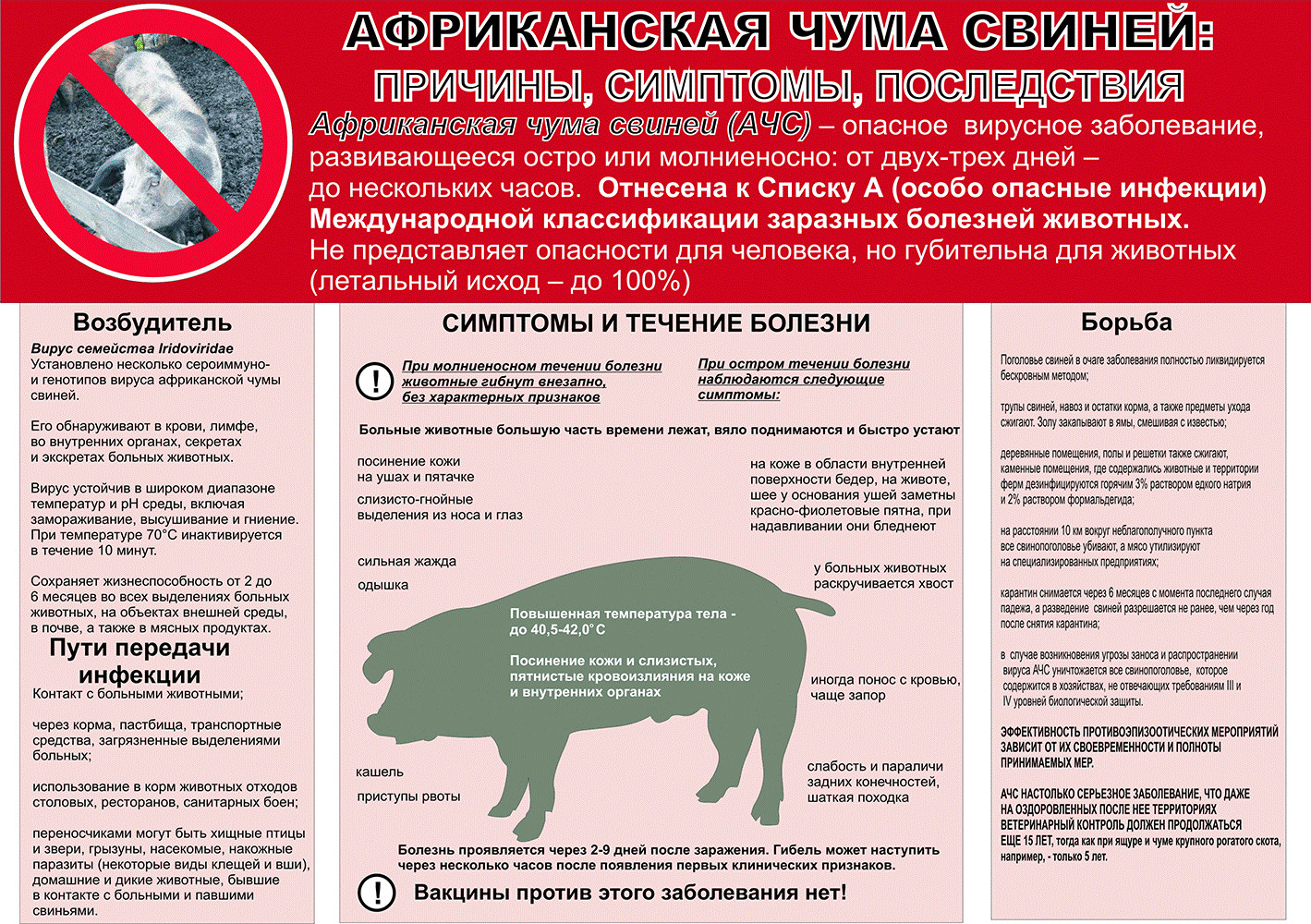 Африканская чума свиней.