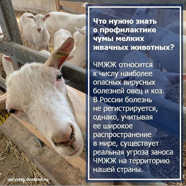 Чума мелкого рогатого скота.